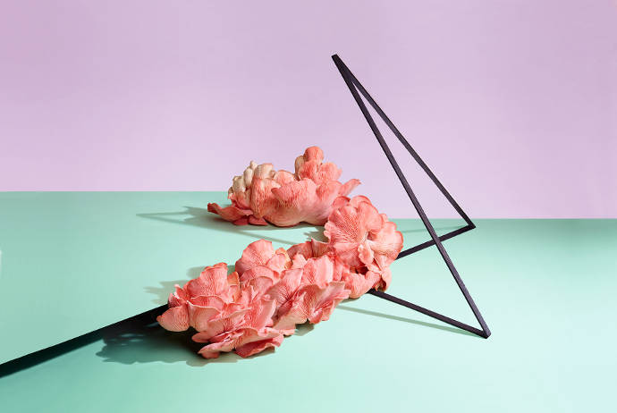 Cool still life by photographer Paloma Rincon