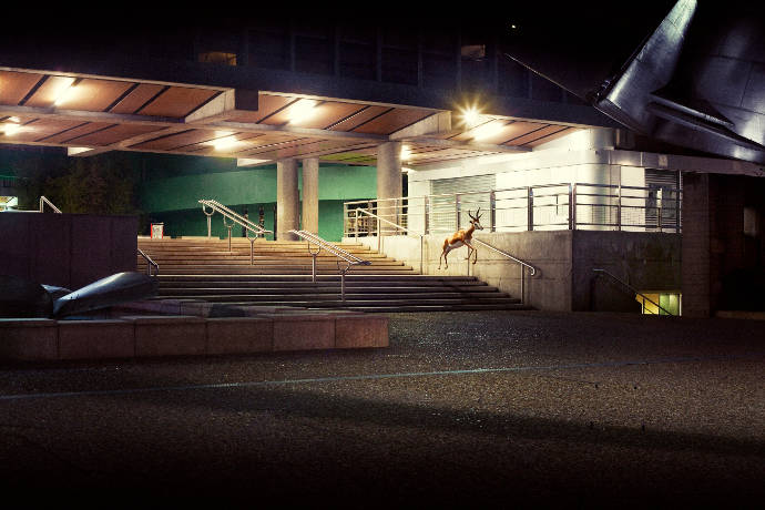 Animal lost in cities by photographer Samuel Guigues